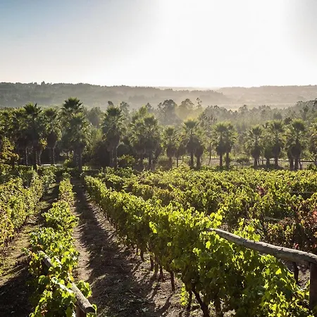 Farm stay Quinta Vale Do Cruz